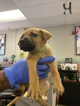 Shepherd Dogs Available for Adoption in Victorville, California - Sakura | PetCurious