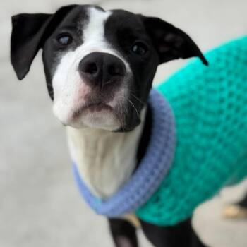 Lenny -  Pit Bull Terrier Dog for Adoption in Los Angeles, California - Lenny | PetCurious