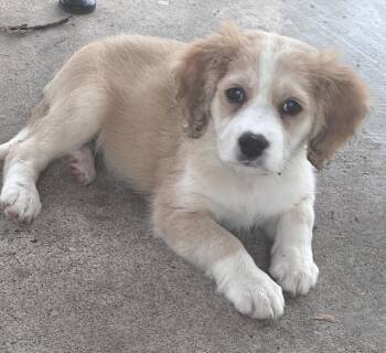 Rose -  Spaniel Dog for Adoption in Fredericksburg, Virginia - Rose | PetCurious