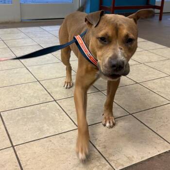 Myers 5090 -  Mixed Breed Dog for Adoption in Columbus, Georgia - Myers 5090 | PetCurious