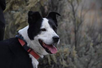 Barnabus -  American Bulldog and Chow Chow Dog for Adoption in Salmon, Idaho - Barnabus | PetCurious