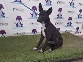 A598226 -  German Shepherd Dog and Mixed Breed Dog for Adoption in Orlando, Florida - A598226 | PetCurious