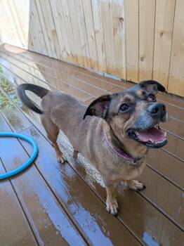 Dachshund Dogs Available for Adoption in St. Augustine, Florida - Wigglebutt | PetCurious