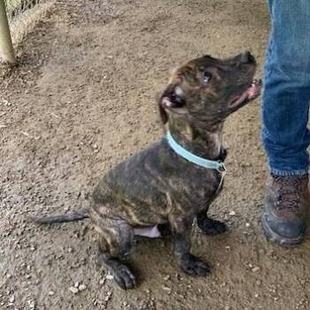 Pongo -  Mixed Breed Dog for Adoption in Saint Marys, Pennsylvania - Pongo | PetCurious