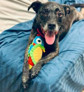 Zulow -  Mixed Breed Dog for Adoption in West Chester, Pennsylvania - Zulow | PetCurious