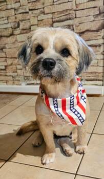 BETHANY -  Shih Tzu and Lhasa Apso Dog for Adoption in Houston, Texas - BETHANY | PetCurious
