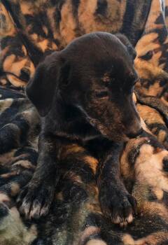 Labrador Retriever and Australian Shepherd Dogs Available for Adoption in Bloomsdale, Missouri - Taquito  | PetCurious