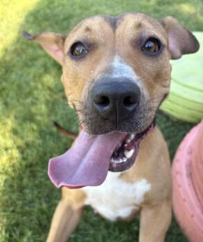 Sandy -  Pit Bull Terrier and Mastiff Dog for Adoption in Sioux City, Iowa - Sandy | PetCurious