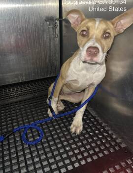 Rescue Pit Bull Terrier Dogs for Adoption in Douglasville, Georgia - Nissin | PetCurious