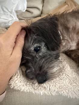 Dru -  Terrier Dog for Adoption in Winter Garden, Florida - Dru | PetCurious