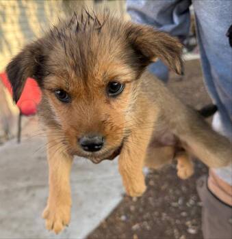 Terrier Dogs Available for Adoption - SHAI | PetCurious