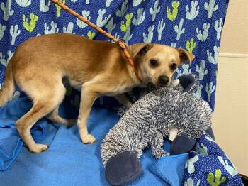 Chihuahua and Mixed Breed Dogs Available for Adoption - CARDINAL | PetCurious