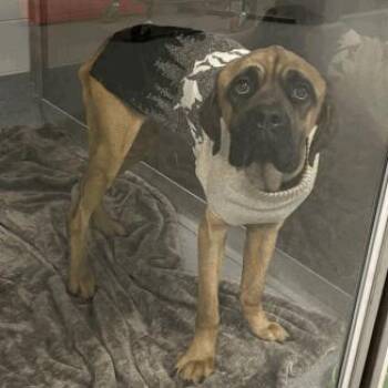Hunk -  Mixed Breed Dog for Adoption in Indianapolis, Indiana - Hunk | PetCurious