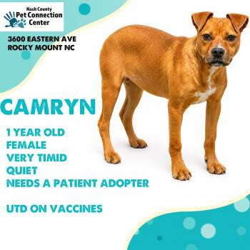 CAMRYN  Available NOW - ADOPTION or RESCUE! -  Mixed Breed Dog for Adoption in Nashville, North Carolina - CAMRYN  Available NOW - ADOPTION Or RESCUE! | PetCurious