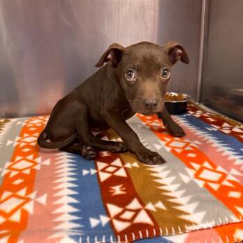 Garrett Graham -  Mixed Breed Dog for Adoption in Parkersburg, West Virginia - Garrett Graham | PetCurious