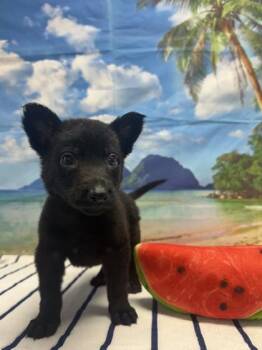Fry -  Shepherd and Mixed Breed Dog for Adoption in San Antonio, Texas - Fry | PetCurious