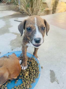 Cora -  Boxer Dog for Adoption in Santa Monica, California - Cora | PetCurious