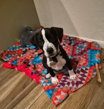 Saturn -  Mixed Breed Dog for Adoption in Roseburg, Oregon - Saturn | PetCurious