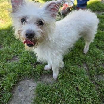 Terrier Dogs Available for Adoption - MOBY | PetCurious