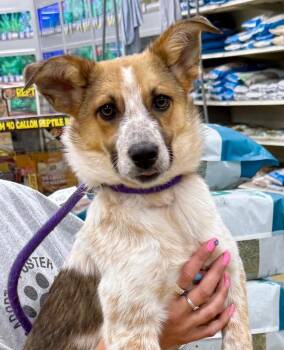 Tatum 2 -  Australian Cattle Dog Blue Heeler and Retriever Dog for Adoption in Fort Lupton, Colorado - Tatum 2 | PetCurious