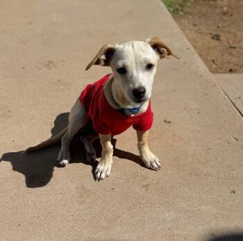 Rescue Chihuahua Dogs for Adoption in Phoenix, Arizona - Linguini | PetCurious