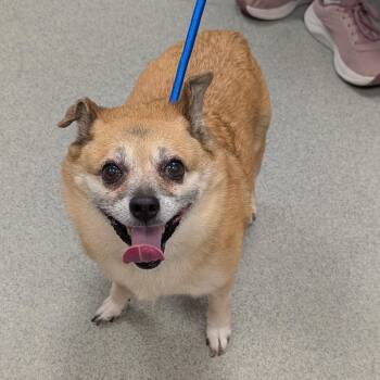 Cinnamon -  Chihuahua Dog for Adoption in New Castle, Delaware - Cinnamon | PetCurious