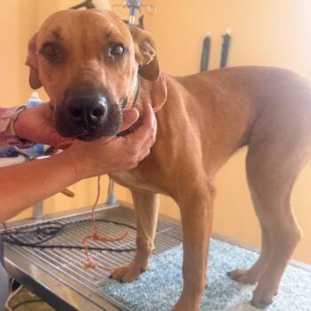 Dixie -  Mixed Breed Dog for Adoption in Corinth, Mississippi - Dixie | PetCurious