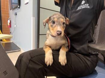 SATURN -  Australian Shepherd and Mixed Breed Dog for Adoption in Rowlett, Texas - SATURN | PetCurious