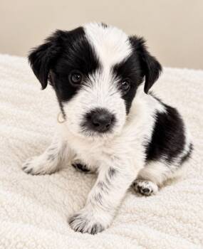 Jim Beam -  Terrier Dog for Adoption in Pawleys Island, South Carolina - Jim Beam | PetCurious