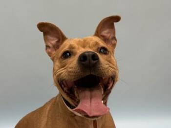 Kiara -  Pit Bull Terrier and Mixed Breed Dog for Adoption in Woodbury, Minnesota - Kiara | PetCurious