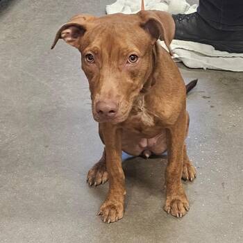 Leila -  Terrier Dog for Adoption in Tampa, Florida - Leila | PetCurious