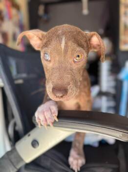 Aggie -  Mixed Breed Dog for Adoption in Huntsville, Alabama - Aggie | PetCurious