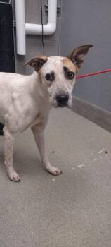 Rescue German Shorthaired Pointer and Mixed Breed Dogs for Adoption in Las Vegas, Nevada - FLUTTERSHY | PetCurious