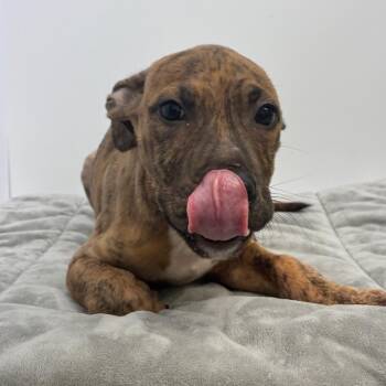 Bianca -  Pit Bull Terrier Dog for Adoption in Dayton, Ohio - Bianca | PetCurious