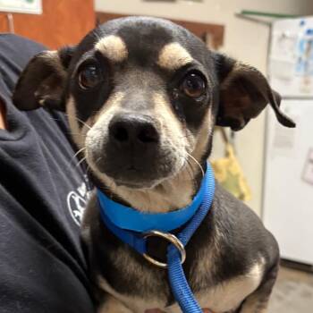 Madden -  Chihuahua Dog for Adoption in Yuma, Arizona - Madden | PetCurious
