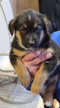 Australian Cattle Dog Blue Heeler Dogs Available for Adoption - Wallie | PetCurious