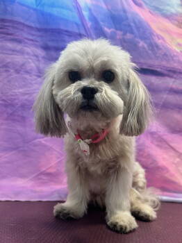 Rescue Shih Tzu Dogs for Adoption in Tampa, Florida - Olivia - F | PetCurious