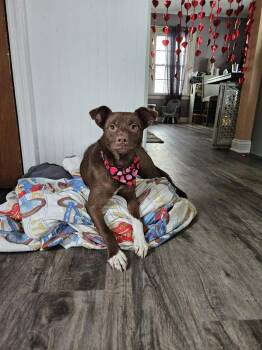 Terrier Dogs Available for Adoption - Raya | PetCurious