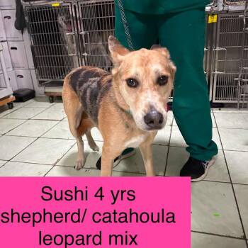 Sushi -  German Shepherd Dog and Catahoula Leopard Dog Dog for Adoption in Tampa, Florida - Sushi | PetCurious