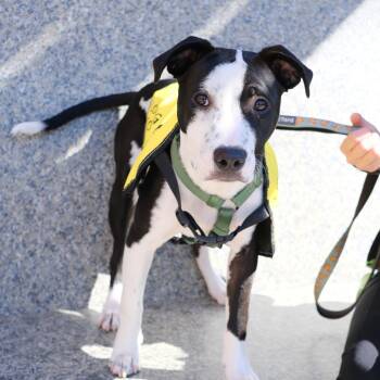 Australian Cattle Dog Blue Heeler Dogs Available for Adoption - Kim The Cutie | PetCurious