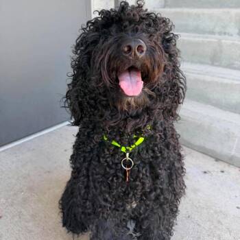 Curly Fry -  Poodle and Mixed Breed Dog for Adoption in Bend, Oregon - Curly Fry | PetCurious