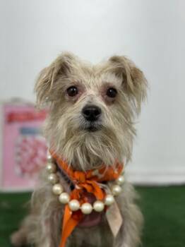 Goldie-One of our Amazing Rescue Dogs -  Yorkshire Terrier and Maltese Dog for Adoption in Carlsbad, California - Goldie-One Of Our Amazing Rescue Dogs | PetCurious