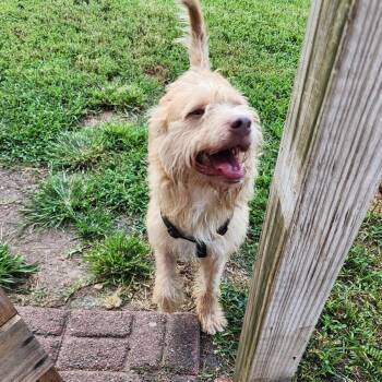 Mixed Breed Dogs Available for Adoption - Archabald  | PetCurious