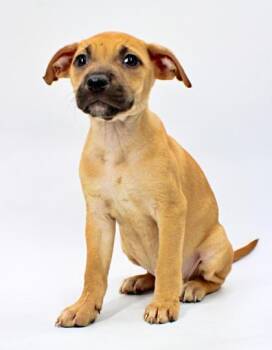 Molly -  Beagle and Boxer Dog for Adoption in Morton Grove, Illinois - Molly | PetCurious