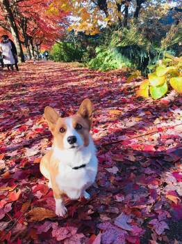 Rescue Corgi Dogs for Adoption in Surrey, British Columbia - Apple | PetCurious