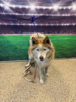 LITA -  Siberian Husky Dog for Adoption in Doral, Florida - LITA | PetCurious