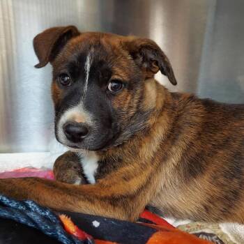 Adriana -  Shepherd and Mixed Breed Dog for Adoption in Woodinville, Washington - Adriana | PetCurious