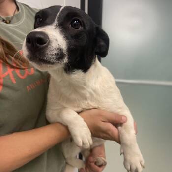 Jack Russell Terrier Dogs Available for Adoption in Abilene, Texas - Dreamsicle | PetCurious