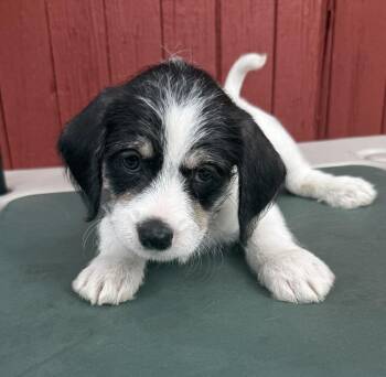 Marco Antonio -  Chihuahua and Shih Tzu Dog for Adoption in Mundelein, Illinois - Marco Antonio | PetCurious