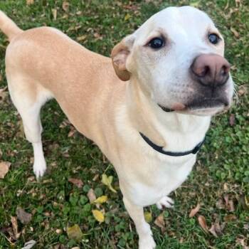 Rescue Labrador Retriever Dogs for Adoption in Cincinnati, Ohio - Apollo | PetCurious